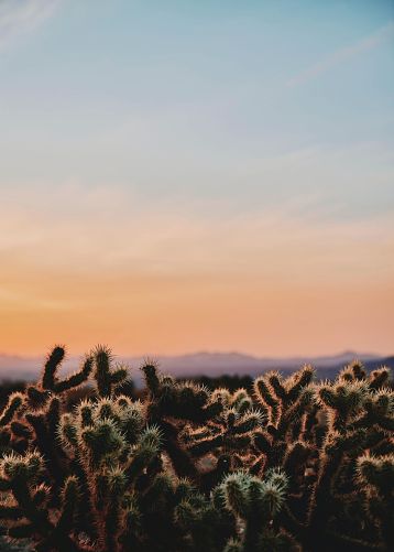 Desert Cactuses by Nicolas Moscarda